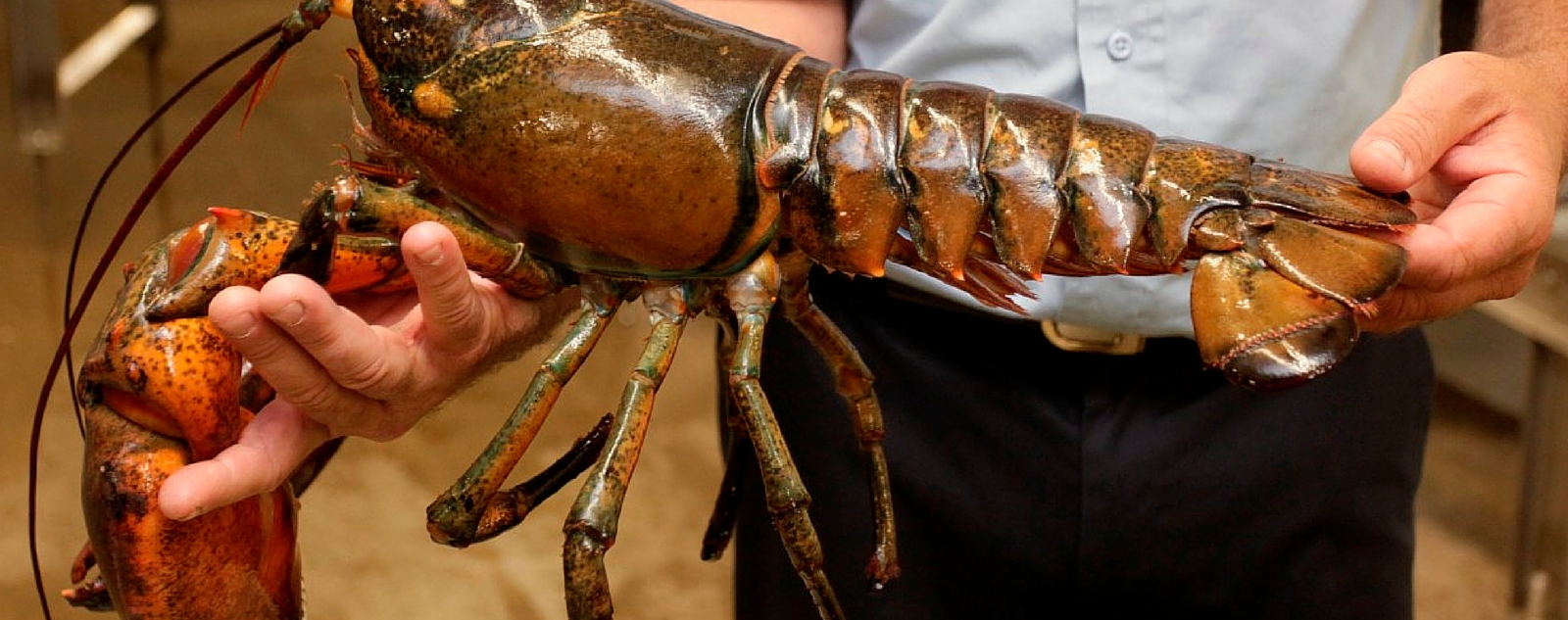 Live Lobster Natural Pounds