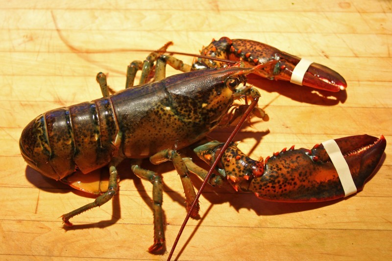 8kg Live Lobster, Gold